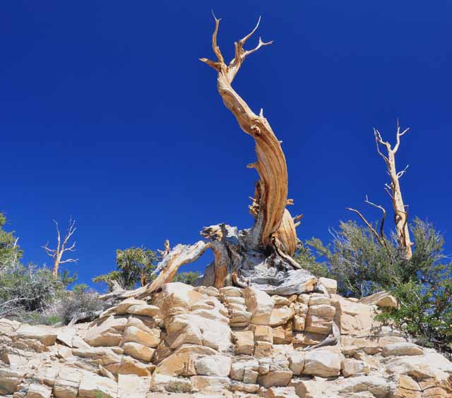 bristlecone